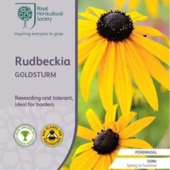 Rudbeckia - Seed -GARDEN Shop rhs rudbeckia