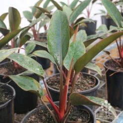 Philodendron Rojo Congo -GARDEN Shop rojo congo large size