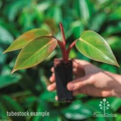 Philodendron Rojo Congo -GARDEN Shop rojo congo tube in hand