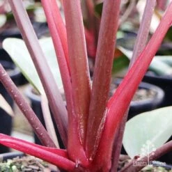Philodendron Rojo Congo -GARDEN Shop rojo stem colour