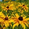Rudbeckia - Seed -GARDEN Shop rudbeckia feld 3