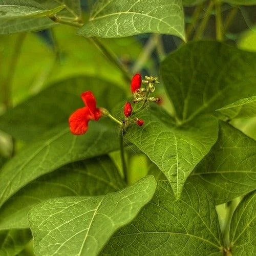 Bean Scarlet Runner - Seed 2 Bean Scarlet Runner - Seed - Image 2