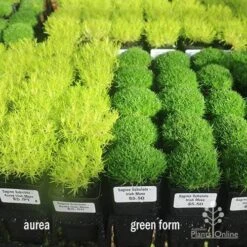 Sagina Subulata Aurea – Scotch Moss -GARDEN Shop sagina compare