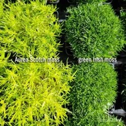 Sagina Subulata Aurea – Scotch Moss -GARDEN Shop sagina comparison 2