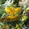Grevillea Sandra Gordon -GARDEN Shop sandra gordon not