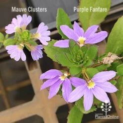 Scaevola Purple Fanfare - Fan Flower -GARDEN Shop scaevola mauve clusters left fanfare right