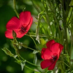 Flax Scarlet - Seed -GARDEN Shop scarlet flax 1
