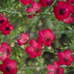 Flax Scarlet - Seed -GARDEN Shop scarlet flax 4
