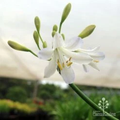 Agapanthus Silver Baby -GARDEN Shop silver baby agapanthus below