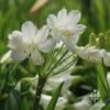 Agapanthus Silver Baby -GARDEN Shop silver baby flowers agapanthus