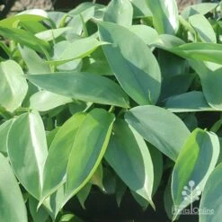 Philodendron Silver Sword -GARDEN Shop silver sword in nusery