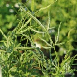 Pteris - Slender Brake Fern -GARDEN Shop slender brake img 5305