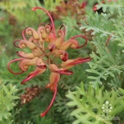 Grevillea Soopa Doopa -GARDEN Shop sooper dooper buds