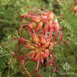 Grevillea Soopa Doopa -GARDEN Shop sooper dooper two