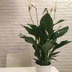 Spathiphyllum Maracay - Peace Lily -GARDEN Shop spathi indoors