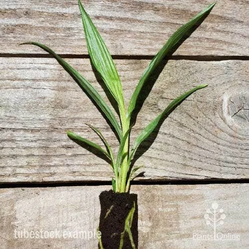 Spathoglottis Lemon Kiss - Native Orchid 2 Spathoglottis Lemon Kiss - Native Orchid - Image 2