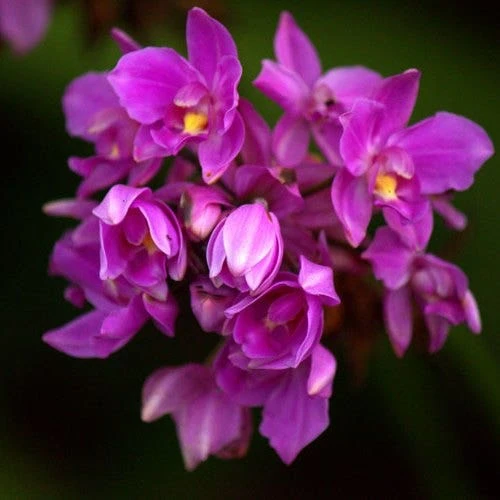 Spathoglottis Purple Haze - Native Orchid 2 Spathoglottis Purple Haze - Native Orchid - Image 2