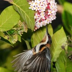 Rondeletia Amoena -GARDEN Shop spine bill rondeletia