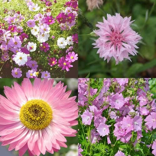 Splash Of Pink Mix Annual - Seed 2 Splash Of Pink Mix Annual - Seed - Image 2