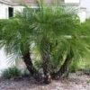 Phoenix Roebelenii - Dwarf Date Palm -GARDEN Shop starr 031108 0139 phoenix roebelenii