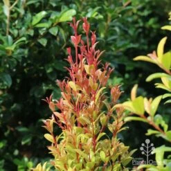 Syzygium Straight And Narrow - Lilly Pilly -GARDEN Shop straight and narrow new leaf colour