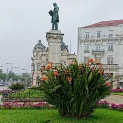 Strelitzia Reginae - Bird Of Paradise -GARDEN Shop strelitzia reginae mature statue
