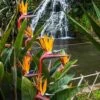 Strelitzia Reginae - Bird Of Paradise -GARDEN Shop strelizia waterfall