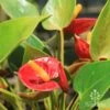 Anthurium Success Red 11 Anthurium Success Red -GARDEN Shop success red flowers
