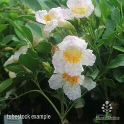 Radermachera Summerscent 4 Radermachera Summerscent -GARDEN Shop summerscent tubestock flowering
