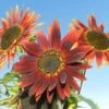 Sunflower Royal Velvet - Seed 7 Sunflower Royal Velvet - Seed -GARDEN Shop sunflower velvet