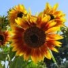 Sunflower Solar Flash - Seed -GARDEN Shop sunflowers solar