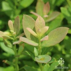 Blueberry Sunshine Blue 21 Blueberry Sunshine Blue -GARDEN Shop sunshine blue foliage