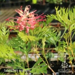 Grevillea Superb 11 Grevillea Superb -GARDEN Shop superb tube