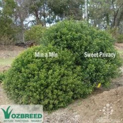 Murraya Sweet Privacy -GARDEN Shop sweet privacy min a min compare