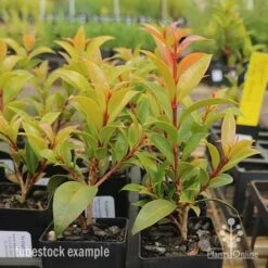 Syzygium Bush Christmas - Lilly Pilly -GARDEN Shop syzygium bush christmas tubestock plants