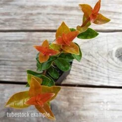 Syzygium Orange Twist - Lilly Pilly -GARDEN Shop syzygium orange twist