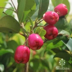 Syzygium Resilience - Lilly Pilly -GARDEN Shop syzygium resilience berries
