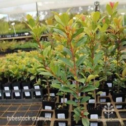 Syzygium Resilience - Lilly Pilly -GARDEN Shop syzygium resilience tubestock tall