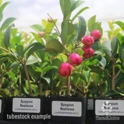 Syzygium Resilience - Lilly Pilly -GARDEN Shop syzygium resiliencetubestock berries