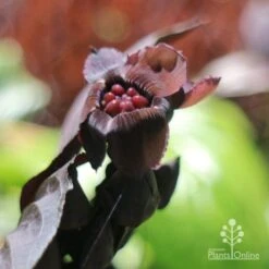 Bat Plant - Tacca 10 Bat Plant - Tacca -GARDEN Shop tacca flower closeup