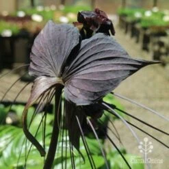 Bat Plant - Tacca 12 Bat Plant - Tacca -GARDEN Shop tacca in nursery back
