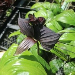 Bat Plant - Tacca 14 Bat Plant - Tacca -GARDEN Shop tacca in nursery top