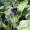 Bat Plant - Tacca -GARDEN Shop tacca plant 500