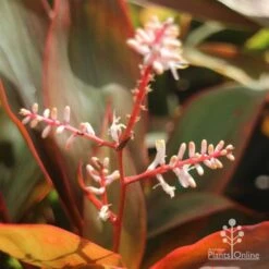 Cordyline Fruticosa Tangelo 22 Cordyline Fruticosa Tangelo -GARDEN Shop tangelo cordyline flower