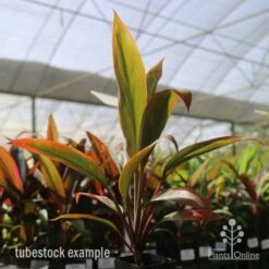 Cordyline Fruticosa Tangelo 31 Cordyline Fruticosa Tangelo -GARDEN Shop tangelo tube in nursery
