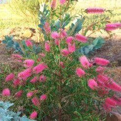 Callistemon Taree Pink 11 Callistemon Taree Pink -GARDEN Shop taree pink 500