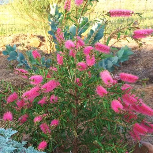 Callistemon Taree Pink 5 Callistemon Taree Pink - Image 5