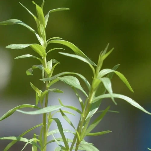 Tarragon - Seed 2 Tarragon - Seed - Image 2