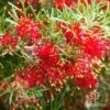 Grevillea Mini Marvel -GARDEN Shop thelemanniana grevillea flower2