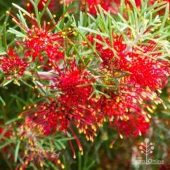Grevillea Mini Marvel